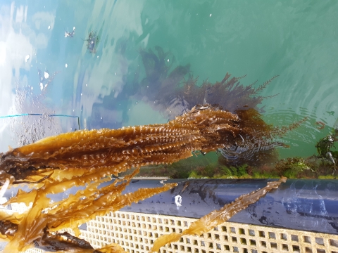Kelp being grown in Langstone Harbour