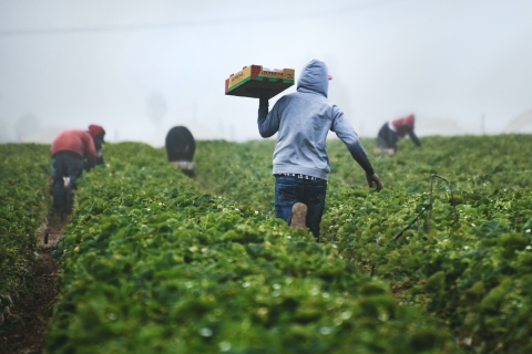 Person carrying box in field - Photo by Tim Mossholder on Unsplash
