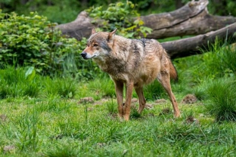 wolf