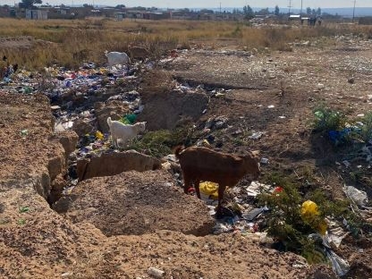 Some goats standing on top and surrounded by plastic waste