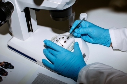 Student examines crime evidence under microscope