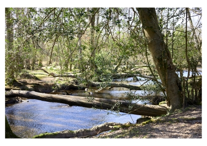 photo of nature and the outdoors with woods and trees by adam west