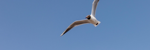 Copyright: Helen Yates Photography.CRM team and web team use only.