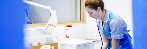 A nurse using a stethoscope on a manikin