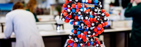 Biological science model on display in a lab