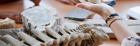 Students examining fossils in palaeontology lab