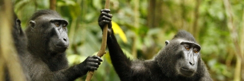 For use on the Macaque Project web page ONLY