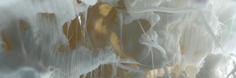 ONLY FOR USE ON RESEARCH WE PAGE. SUBMITTED BY PENNY CHALK.