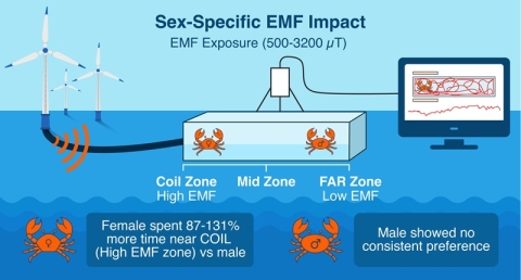 Infographic highlighting the sex-specific electromagnetic fields impact on crabs during the study. James et al 2025