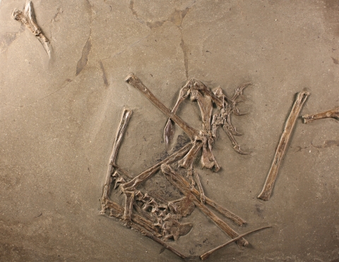 The examined fossil of the pterosaur Dorygnathus