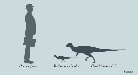 Size comparison of Vectidromeus insularis between Homo sapiens and Hypsilophodon foxii.