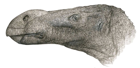 Brighstoneus simmondsi reconstruction