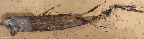 Fossilised leaves of the Welwitschiophyllum plant
