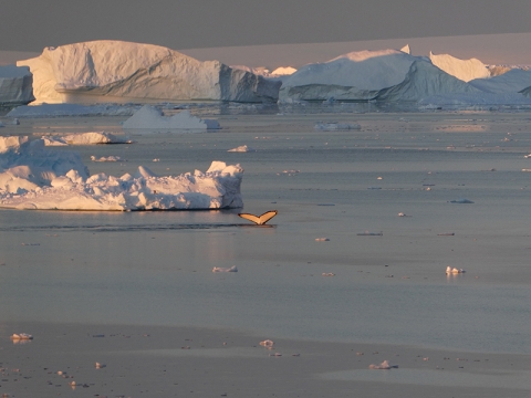 Humpback whale in Antarctica © Fay Couceiro
