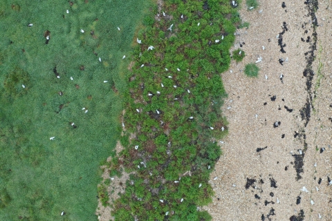 Progression from saltmarsh to vegetated shingle to littoral shingle on in Langstone Harbour