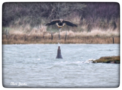 A seal spits at an eagle in a tidal estuary on the Isle of Wight 