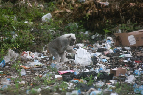 Macaque interacting with plastic waste © Vasco Martins