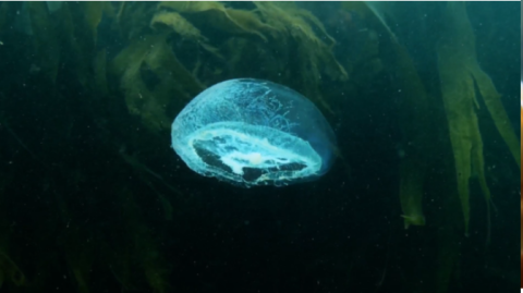 Jellyfish in the sea near kelp