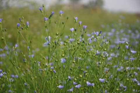 Flax flowers by Updesh Raj from Unsplash