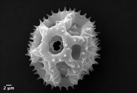 Washed dandelion pollen