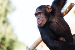 Unsplash image for the Centre for Comparative and Evolutionary Psychology