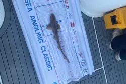 Smoothhound being measured by the CAST team