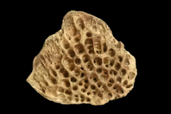 An image of bony scutes which are modified scales that resemble armor for the living fish 