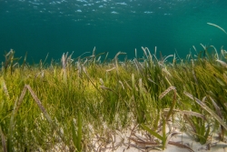 seagrass